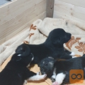Prodamo mesancke med aljaskim malamutom in nemsko dogo