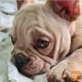 French bulldog puppies AKC quality for free adoption !!!