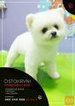 Pomeranac boo...Starost 3 meseca i 15 dni...