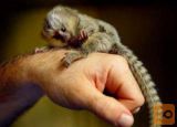 Opice Marmoset za posvojitev.