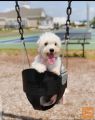 Wonderful Beautiful Cavachon