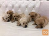 Labrador retriver