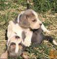 Beagle mladiči