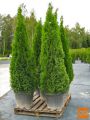 Ciprese Smaragd tuja Occidentalis thuja 200-500cm dostava
