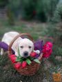 Labrador retriver