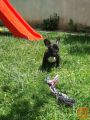 Francuski buldog štenci