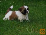 SHIH TZU MLADIČKI Z RODOVNIKOM