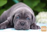 Cane Corso Kane Korso štenci PREPORUKA