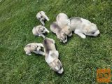 siSibirski Haski štenci
