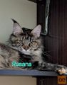 maine coon