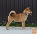 Shiba Inu prelepi štenci