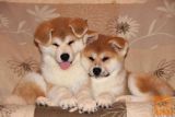 Akita inu i Shiba Inu štenci