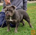 AMERICAN BULLY pocket