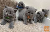 British shorthair cats for sale