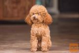 Maltipoo i Toy pudle