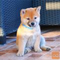 Shiba Inu štenci