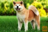 Akita inu i Shiba Inu