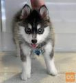 Pomsky mladički za dobre domove