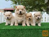Cau cau Chow chow stenad najlepsi poklon