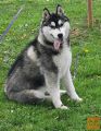 Sibirski husky FCI rodovnik