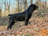 Južnoafrički mastif - Boerboel štenci