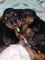 Doberman stenci