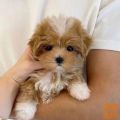 Mladički cavoodle