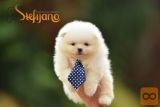 Pomeranac BOO medvedići