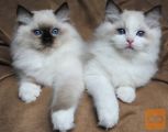 Mucki pasme Ragdoll+