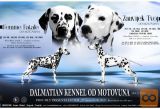 Dalmatinec mladički 2 meseca