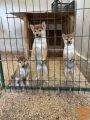 Shiba inu štenci od vrhunskih roditelja