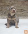 Pitbull Lilac Tricolor štene