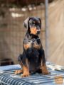 Prodajajo se čudoviti štenci dobermana, stari 3 mesece