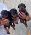 Doberman – mladički naprodaj